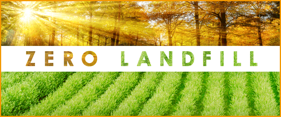 Paisaje de plantación verde y bosque con árboles atravesados por rayos de sol