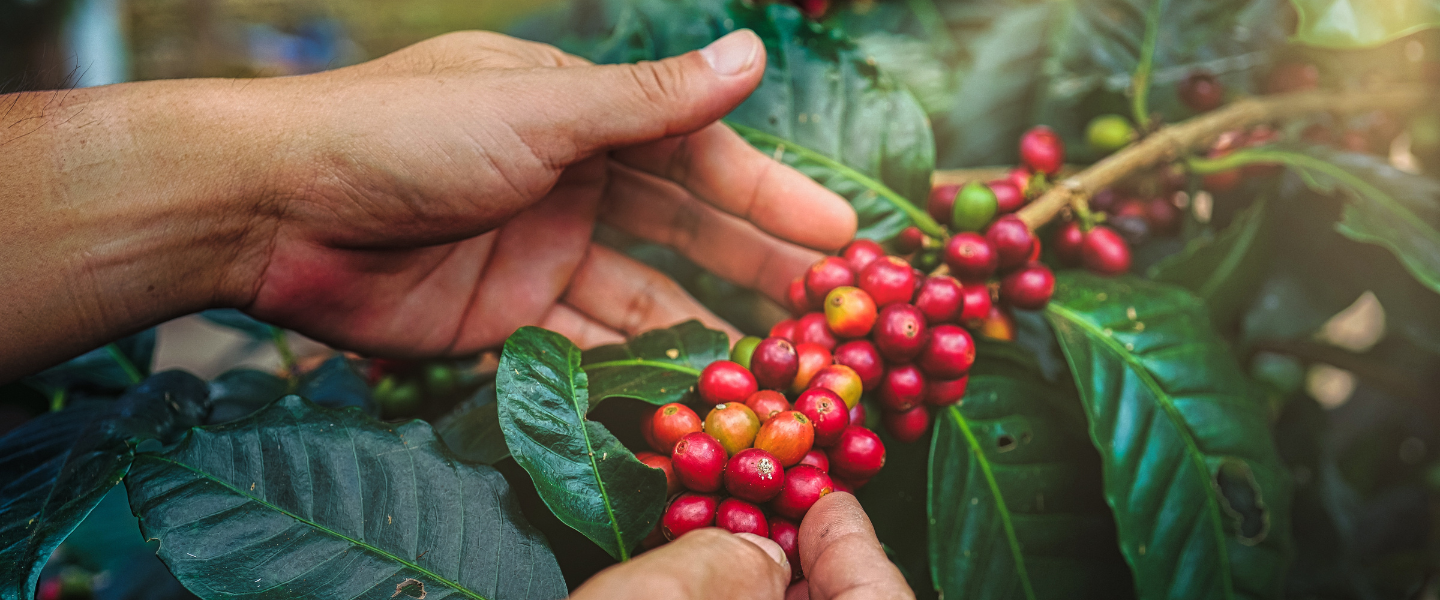 Manos de un agricultor tomando los frutos de una planta de café