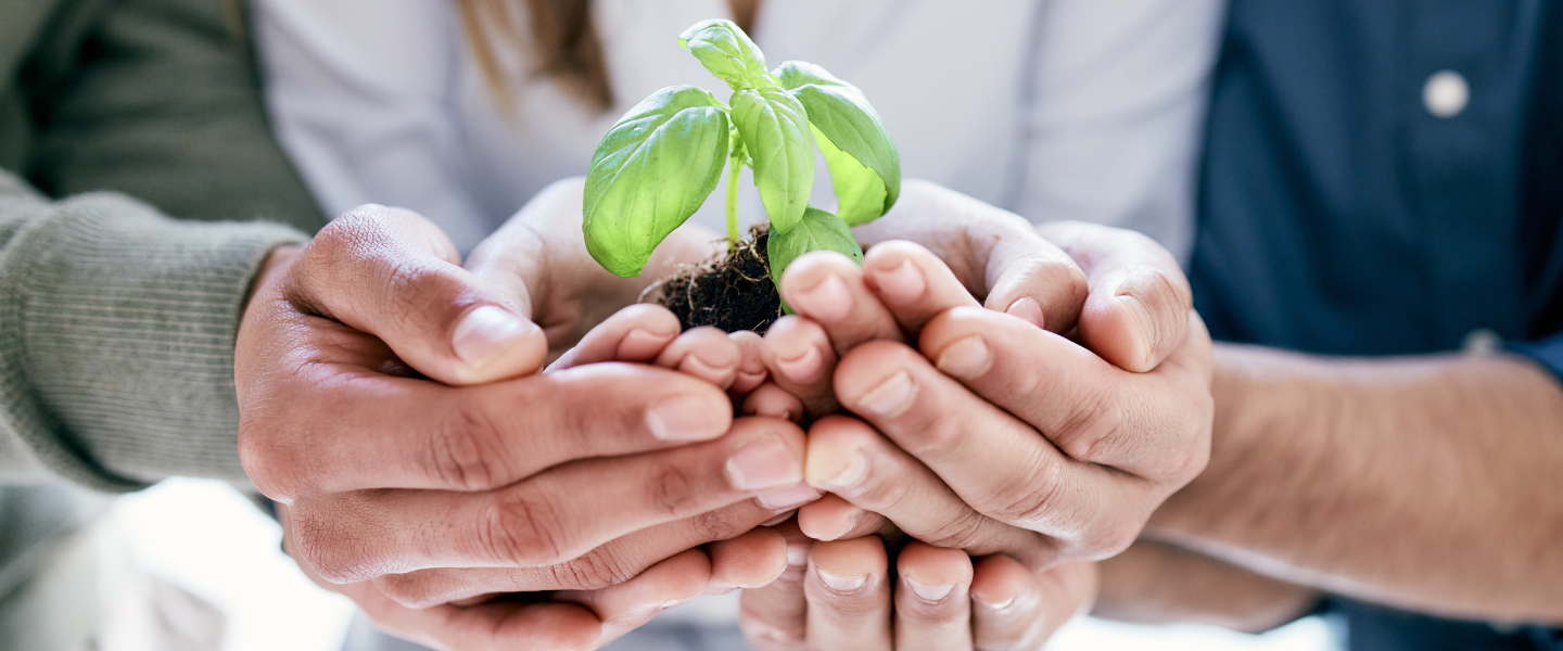 Las manos de tres personas unidas sosteniendo una pequeña planta en crecimiento