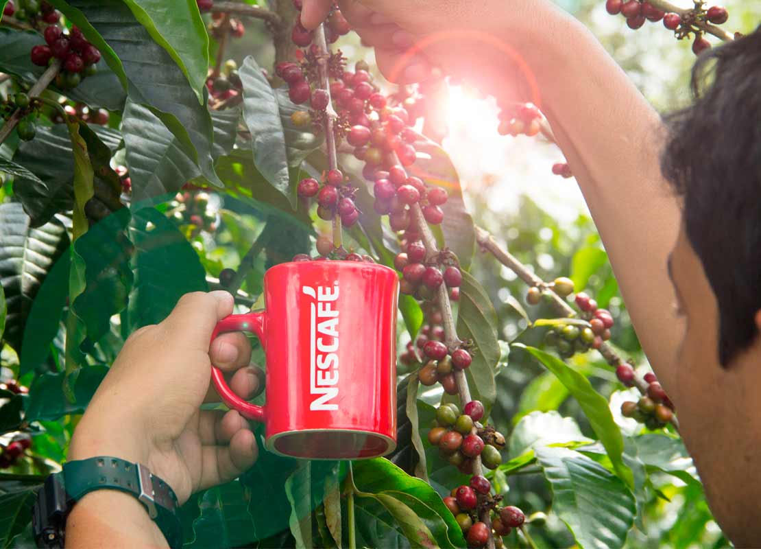 Caficultor sostiene la taza roja de NESCAFÉ® con una mano y con la otra recolecta granos de café para cocteles sin alcohol