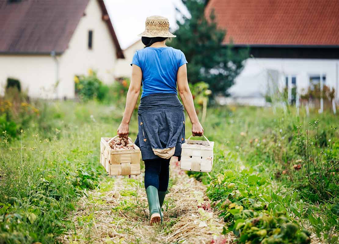 Agricultora en medio de un cultivo lleva alimentos en dos cajas de madera