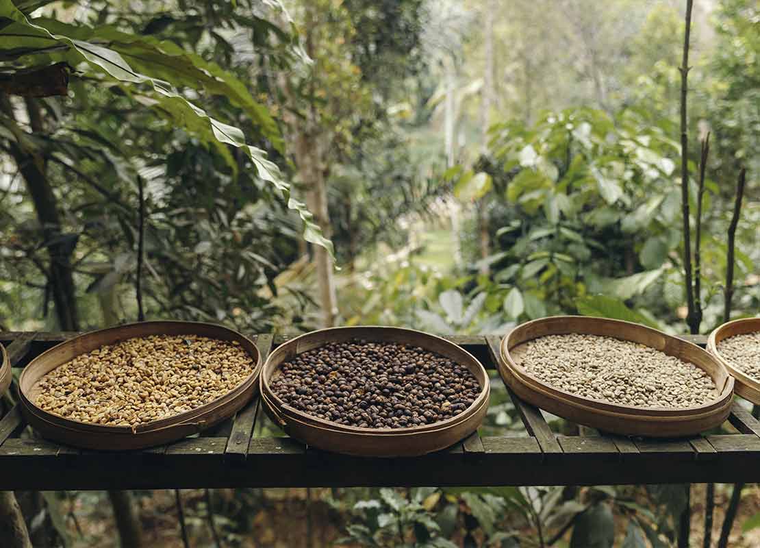 5 cestas con diferentes tipos de granos: café verde, tostado y secado, al fondo un cafetal