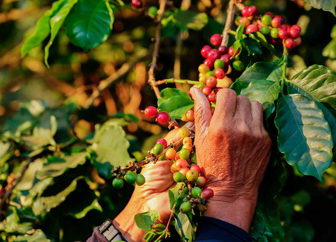 Manos recolectan cerezas de café arábica maduro en una plantación ecológica y sostenible