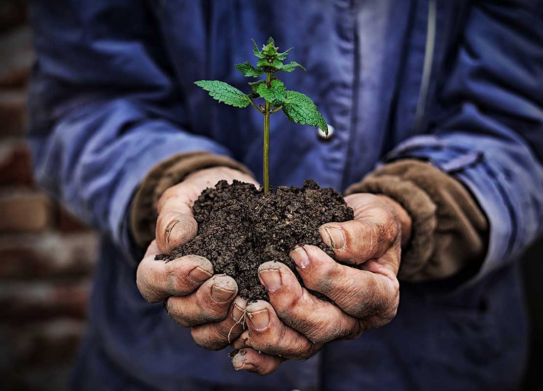 Manos sostienen un nuevo crecimiento de una planta, como una iniciativa medioambiental