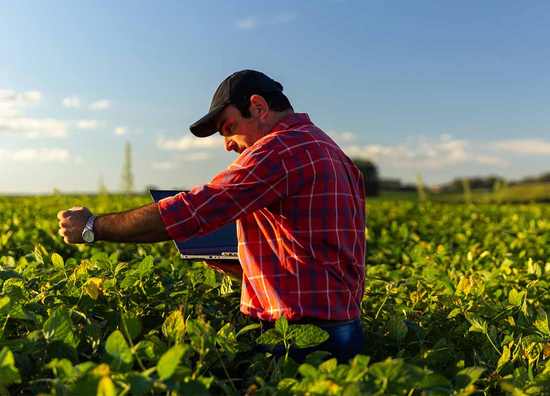 Agricultor en medio de un cultivo revisa sus plantas mientras sostiene un computador