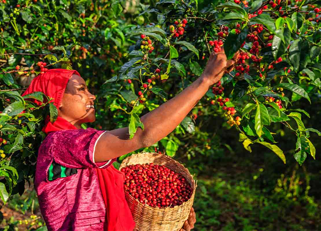Mujer recolecta manualmente las cerezas de un cafeto mientras sostiene un canasto con granos de café