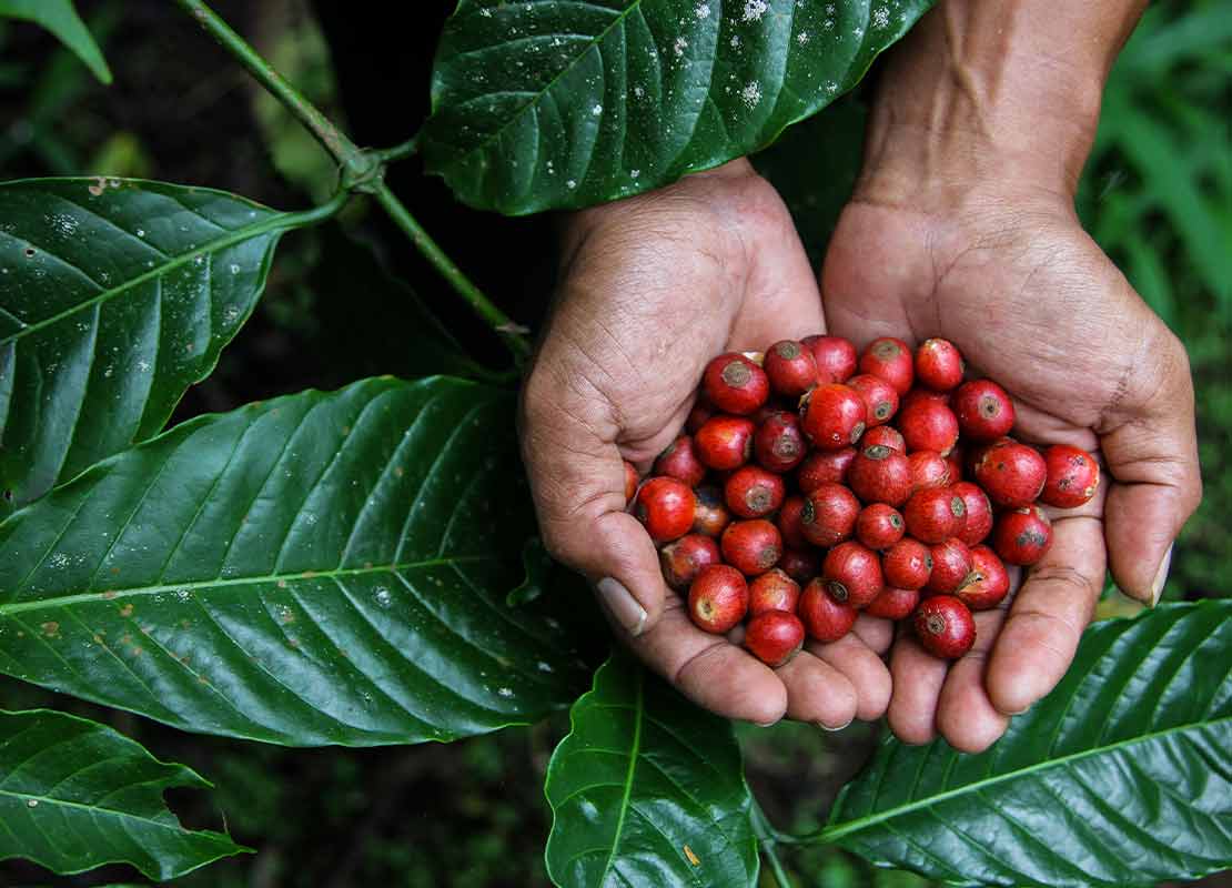 Manos sostienen cerezas de café recién recolectadas entre las hojas de un cafeto