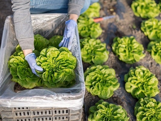 Cosecha de lechugas frescas para abastecer negocios con un enfoque de cocina orgánica.