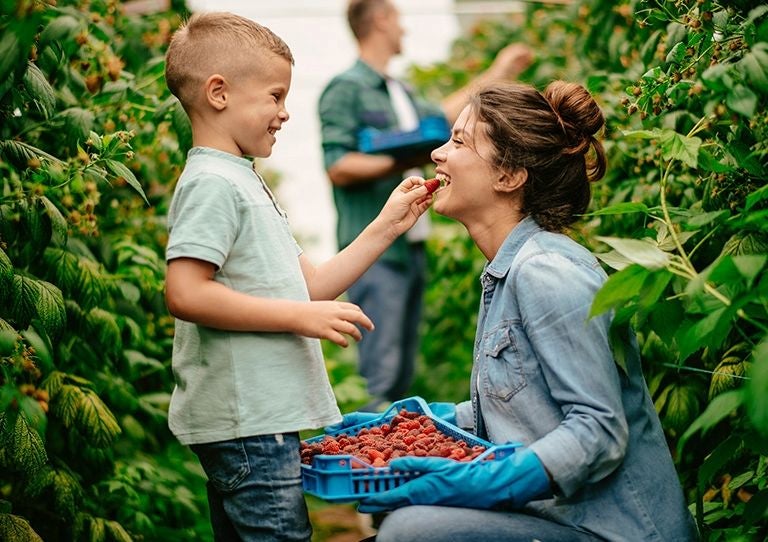 Madre e hijo cosechando frutas frescas en un entorno agrícola sostenible, al fondo un hombre recolecta.