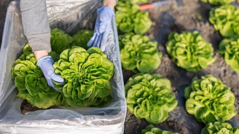 Cosecha de lechugas frescas para abastecer negocios con un enfoque de cocina orgánica.