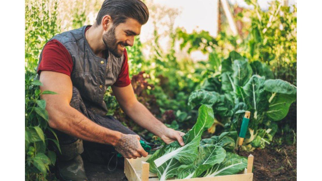 Agricultor recogiendo los frutos de su cosecha