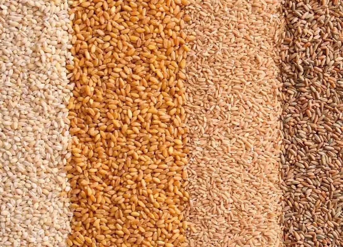 De arriba abajo alérgenos alimentarios por su contenido o contacto con el gluten: centeno, avena, trigo y cebada perlada