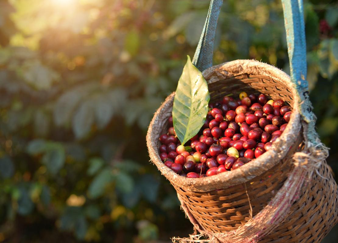 Granos de café (cerezas) en una cesta y al fondo un cafetal donde se cultivan los productos NESCAFÉ®