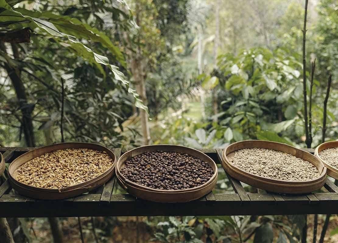 5 cestas con diferentes tipos de granos: café verde, tostado y secado, al fondo un cafetal