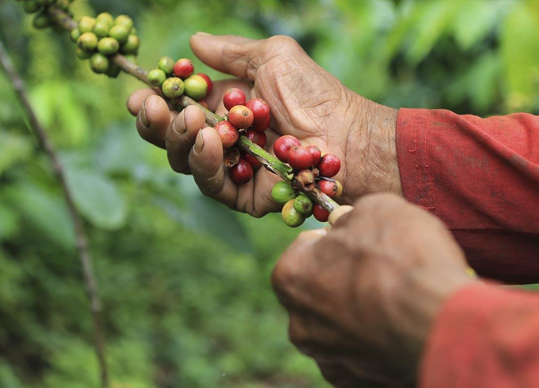 Manos de un caficultor recolectan el café verde de un árbol de manera tradicional
