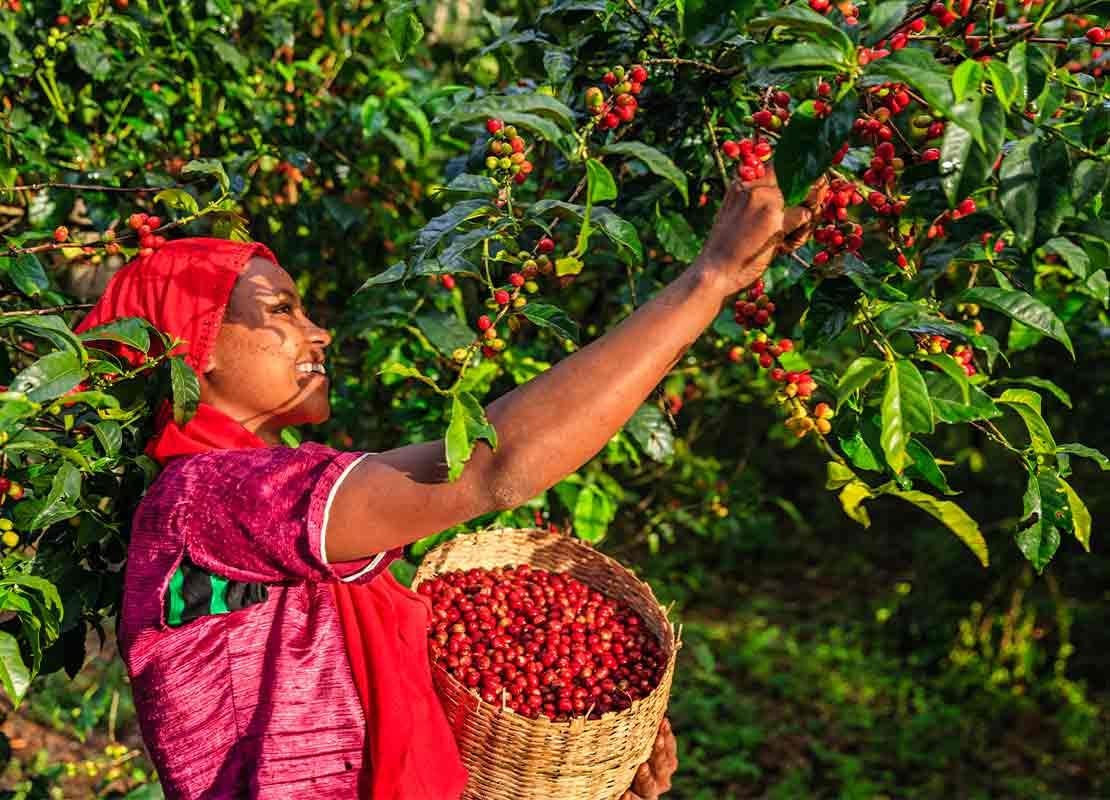 Mujer recolecta manualmente las cerezas de un cafeto mientras sostiene un canasto con granos de café