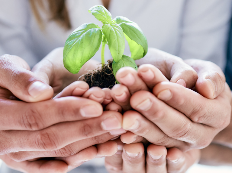 Las manos de tres personas unidas sosteniendo una pequeña planta en crecimiento