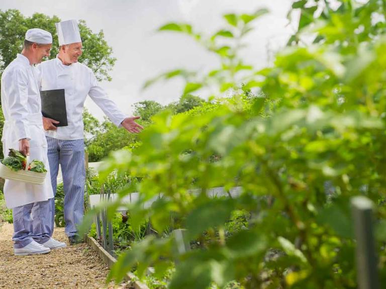Dos cocineros recogiendo verduras en un huerto con abundantes plantas