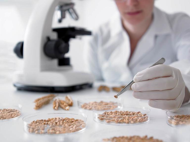 Placas de Petri con granos de cereal, al fondo una científica con un microscopio sostiene una muestra