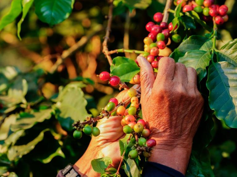 Mano recolectando cerezas de café maduras en planta rodeada de hojas verdes en cultivo
