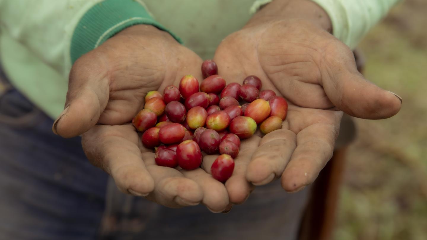 Manos campesinas sosteniendo cerezas de café