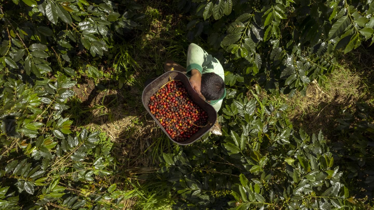 Hombre sosteniendo en hombros un recipiente con cerezas de café cosechadas dentro de un cultivo de café